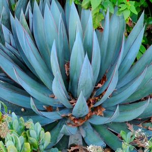 Meet your Posher, Genevieve